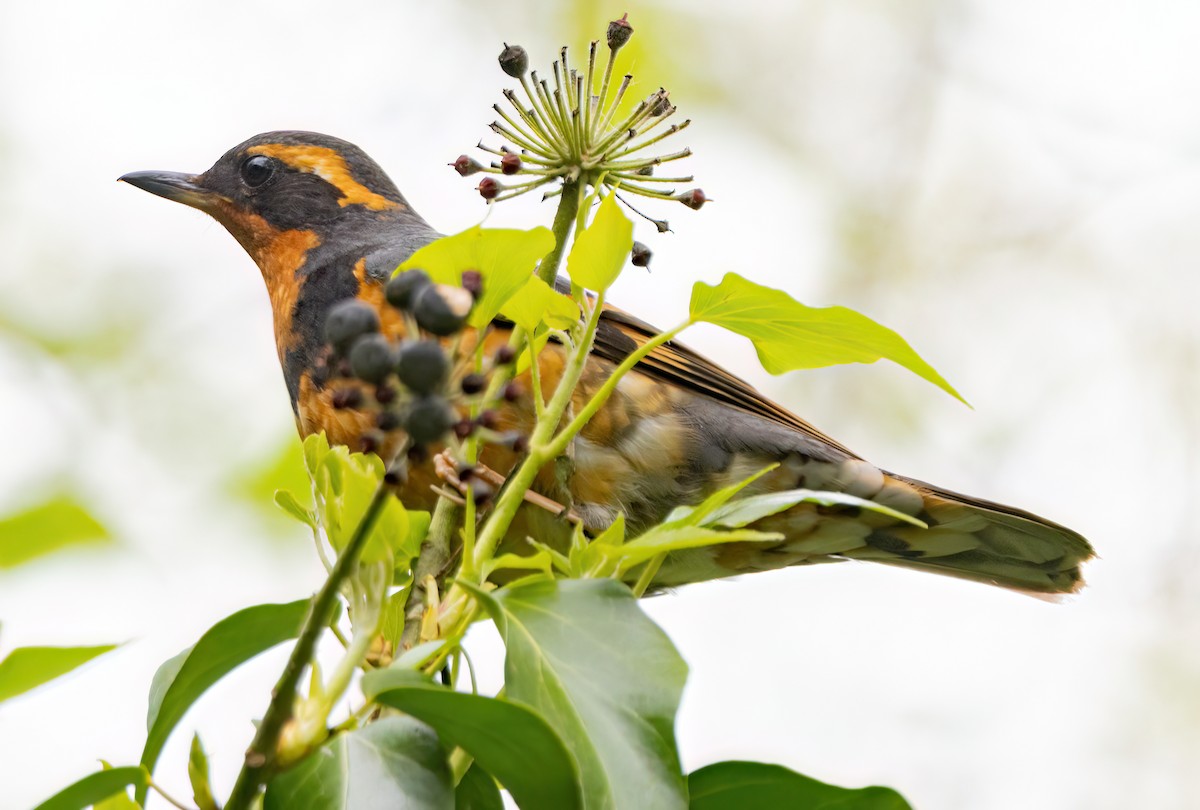 Varied Thrush - ML633819751