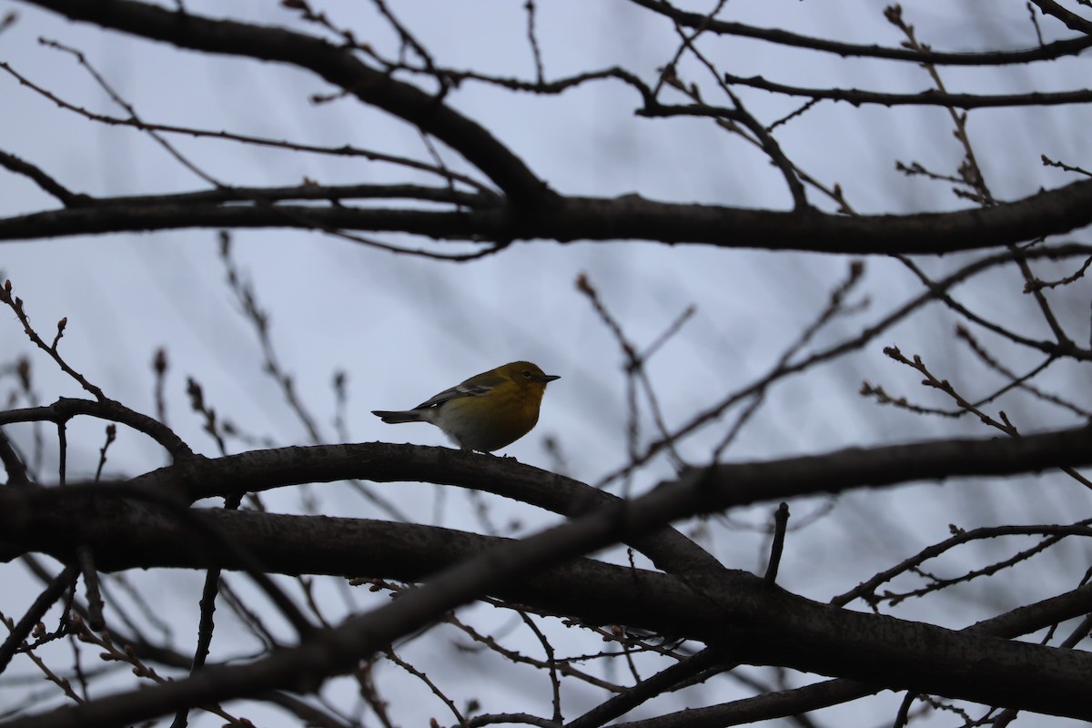 Pine Warbler - ML633819808