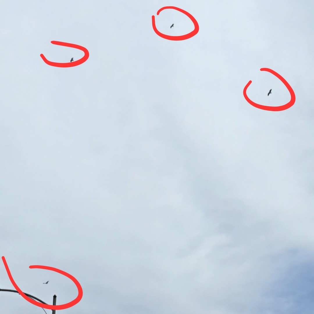 orlovec říční - ML633819864