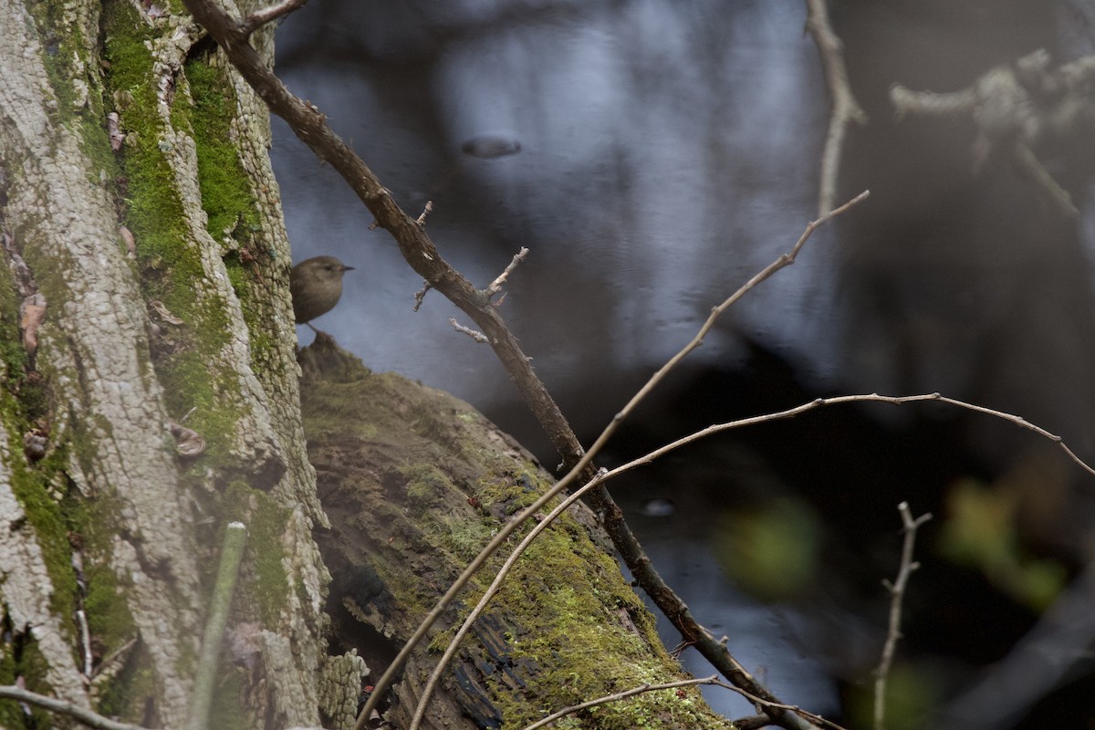 Winter Wren - ML633819867