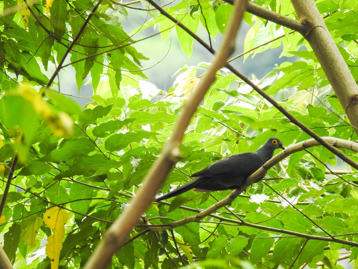 Slaty Cuckoo-Dove - ML63381991