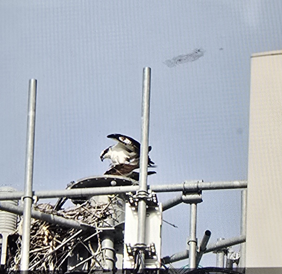 orlovec říční - ML633819911