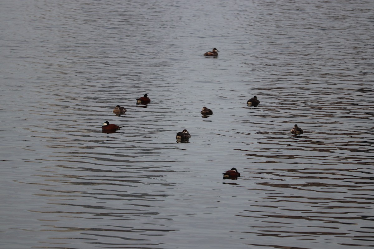 Ruddy Duck - ML633819980