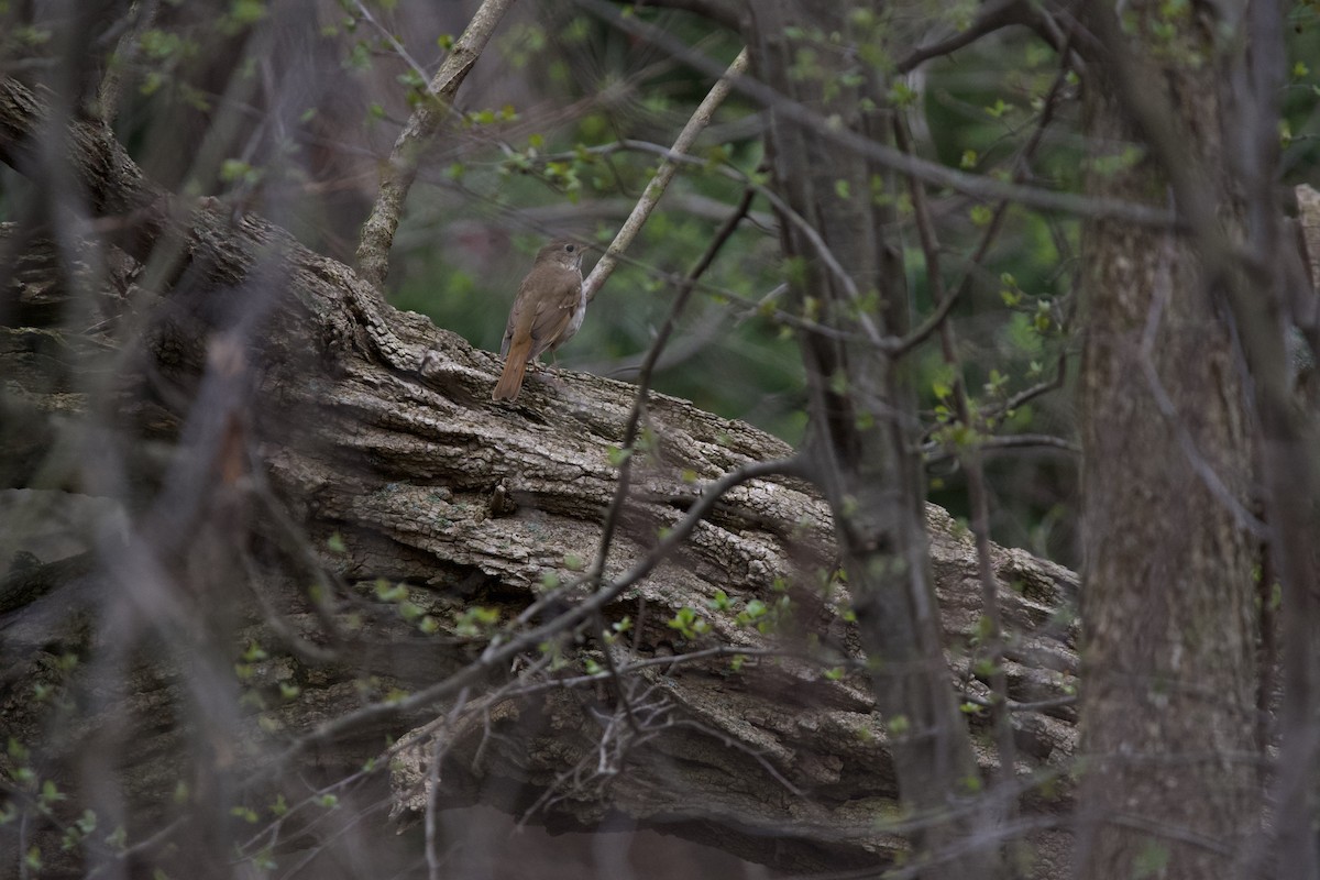 Hermit Thrush - ML633819986