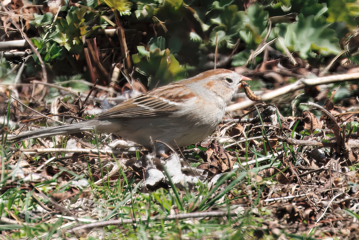 Field Sparrow - ML633819991