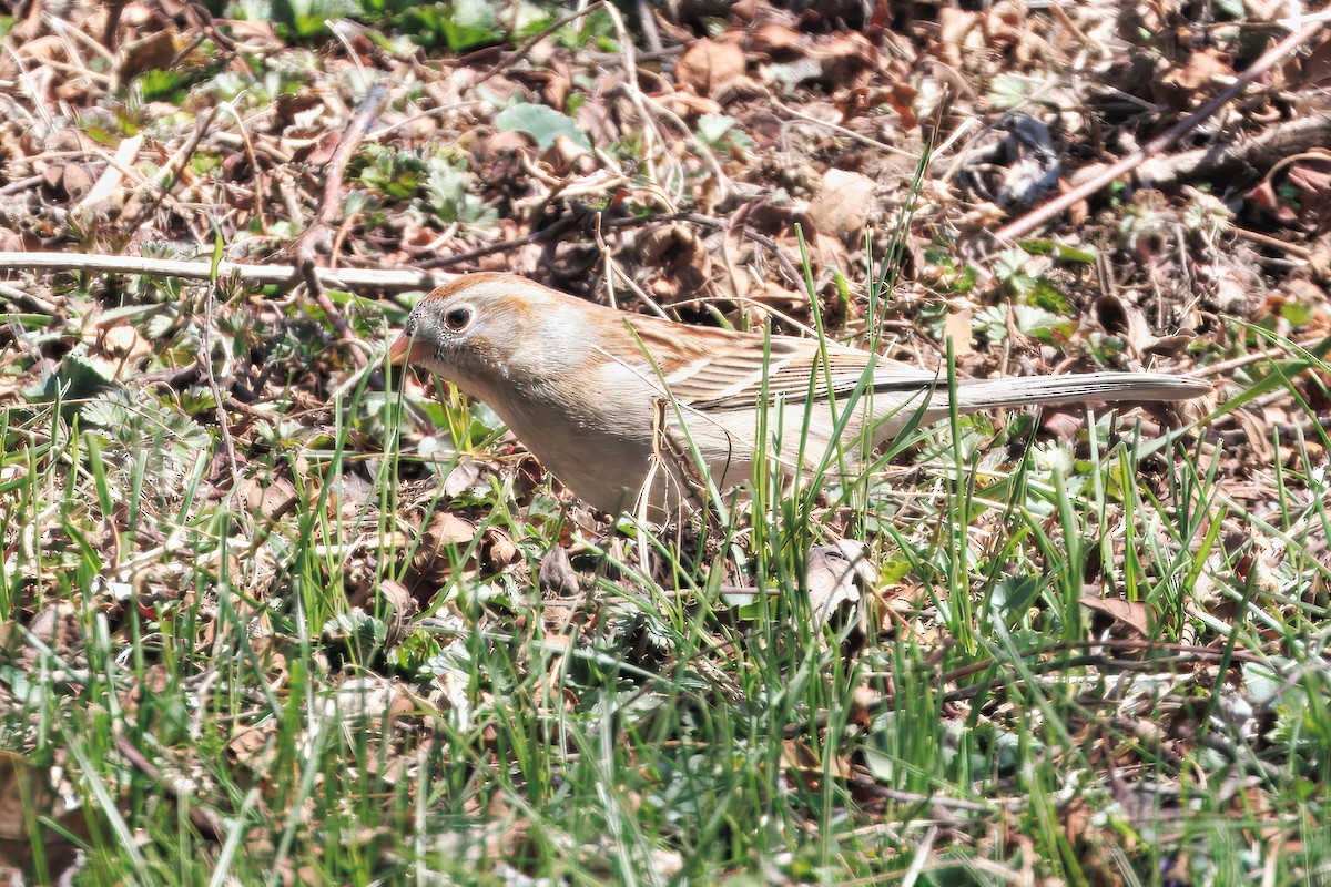 Field Sparrow - ML633819992