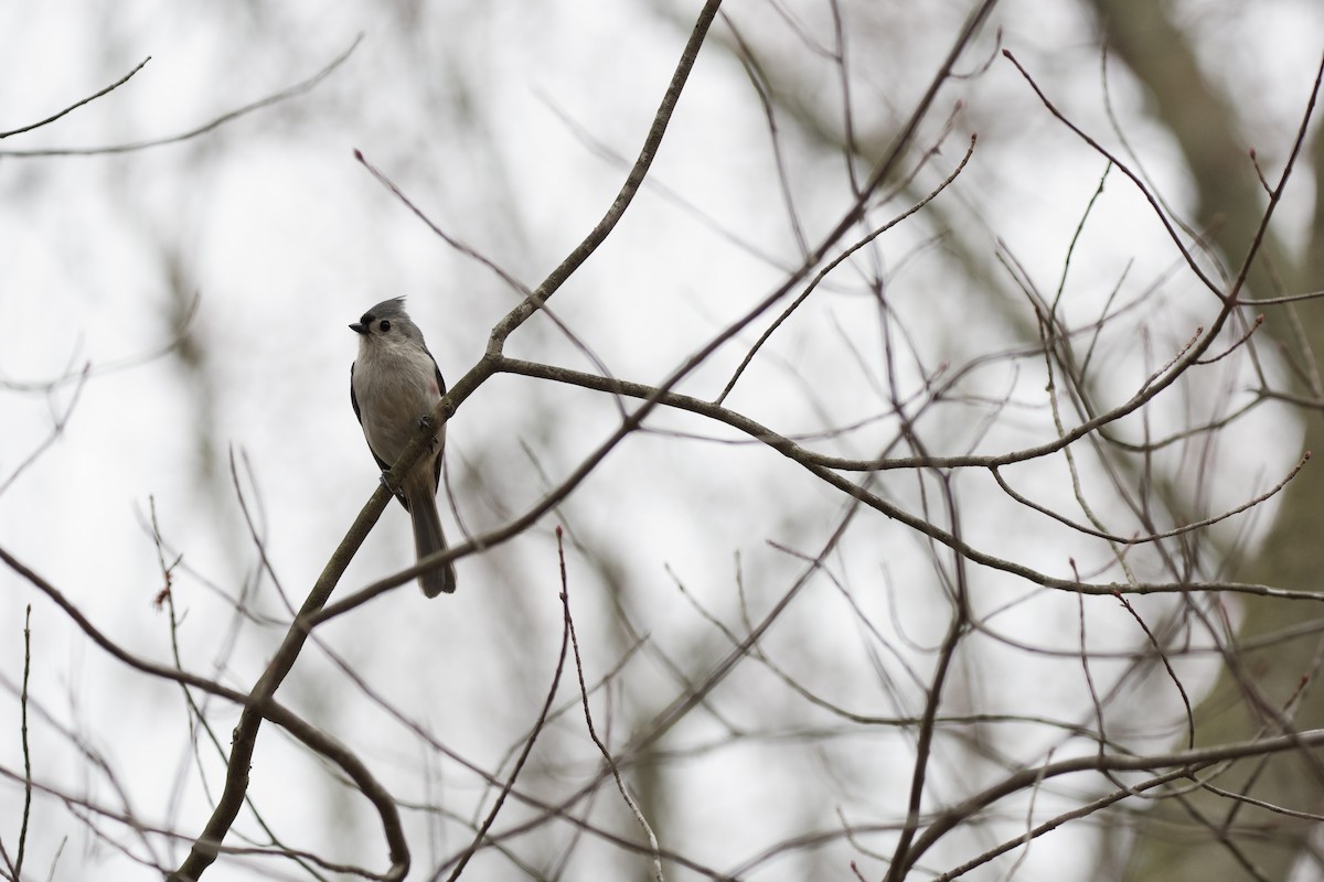 Tufted Titmouse - ML633820008