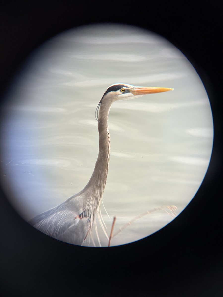 Great Blue Heron - ML633820087