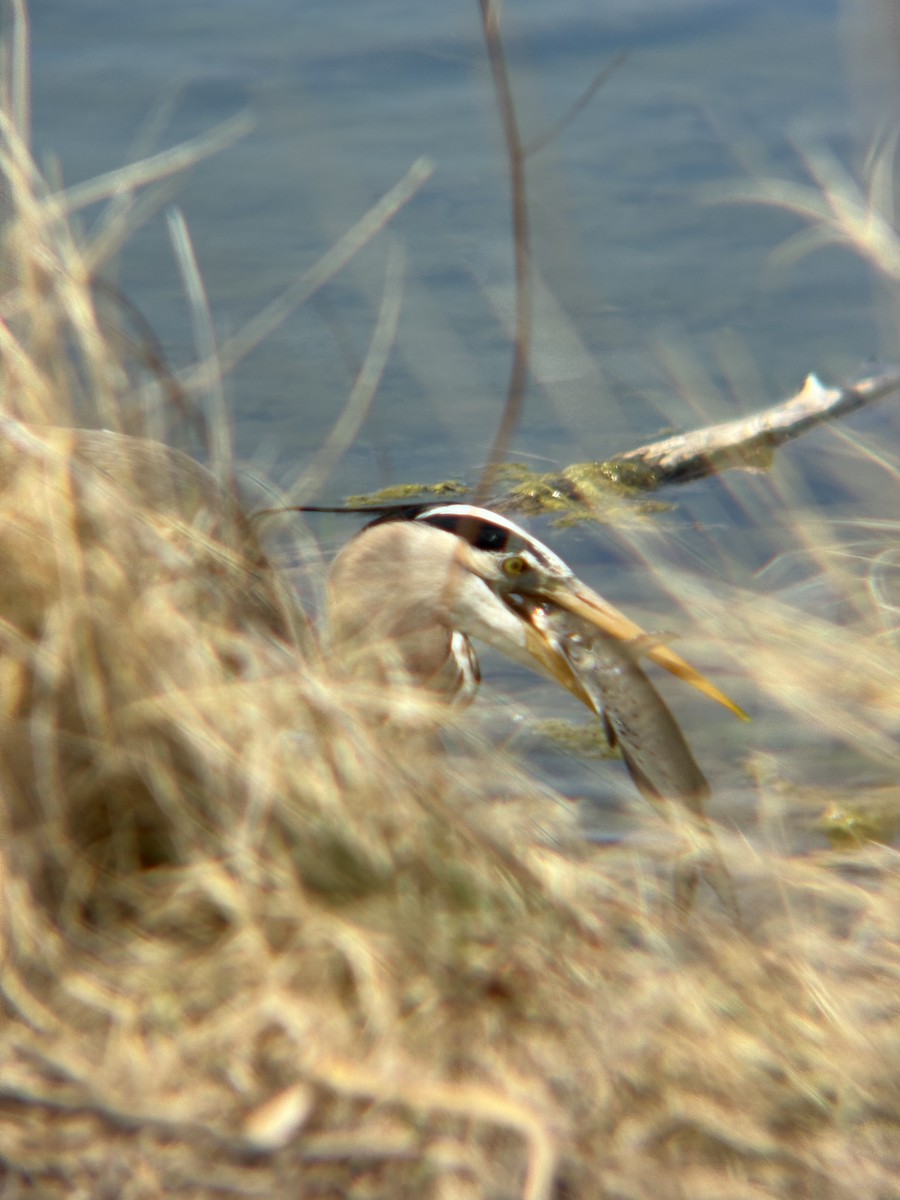 Great Blue Heron - ML633820088