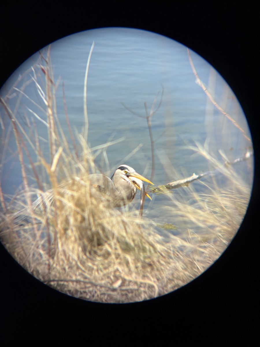 Great Blue Heron - ML633820089