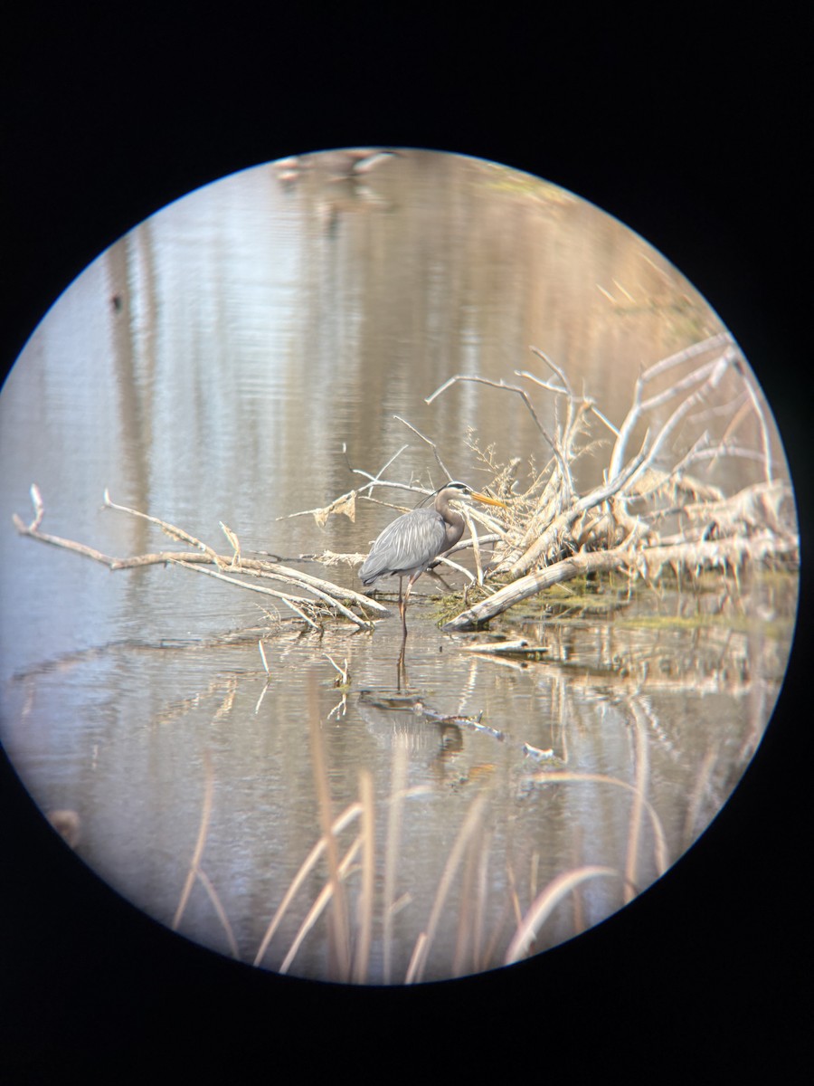 Great Blue Heron - ML633820090