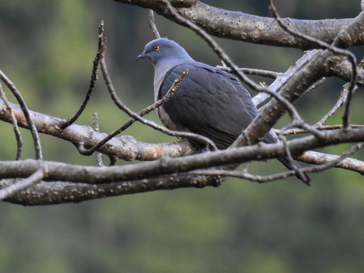 Тиморский плодовый голубь - ML63382011