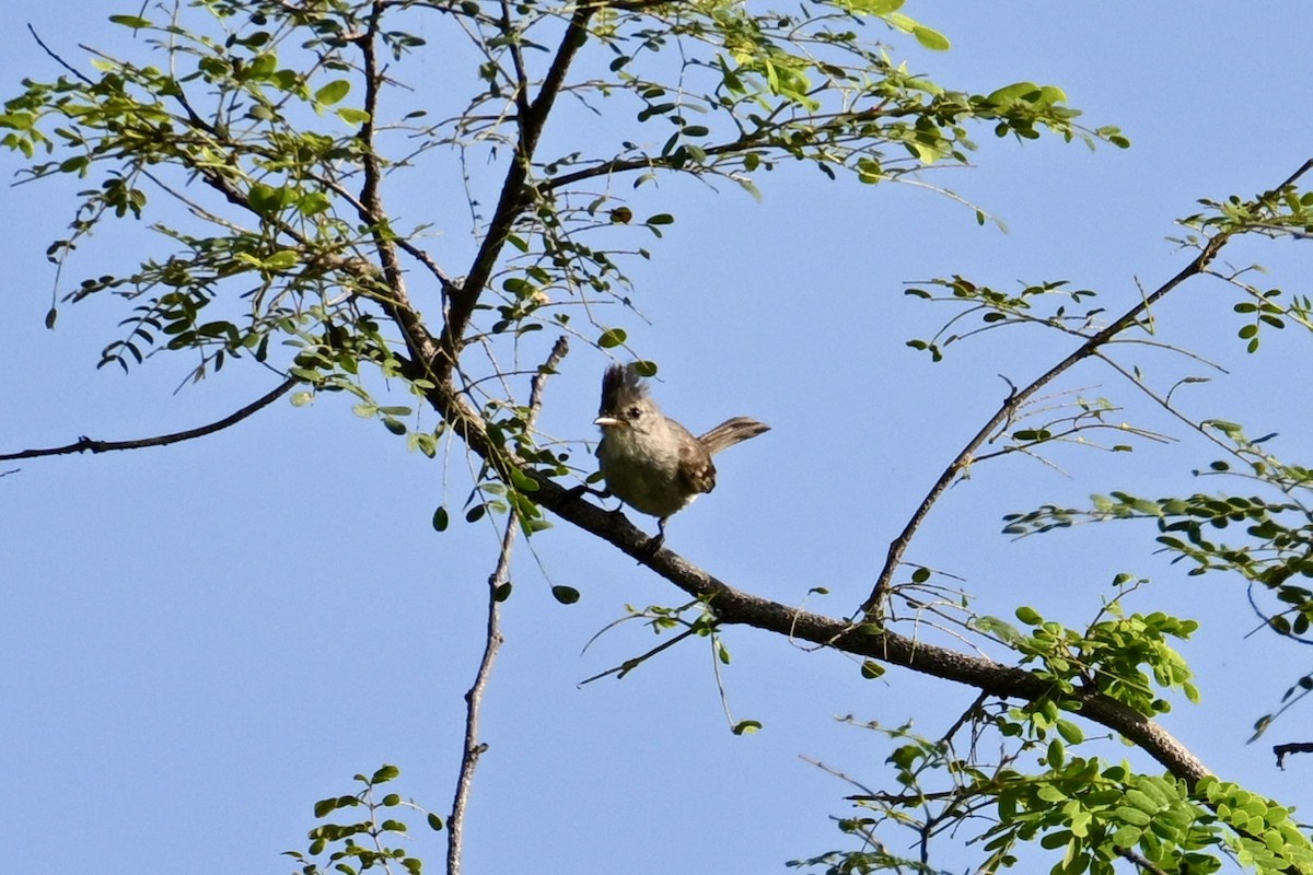 Sooty-crowned Flycatcher - ML633820132
