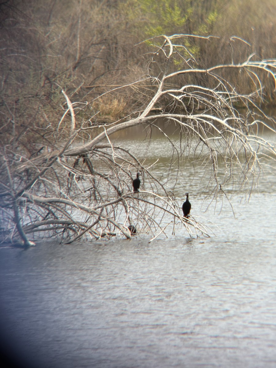 Double-crested Cormorant - ML633820148