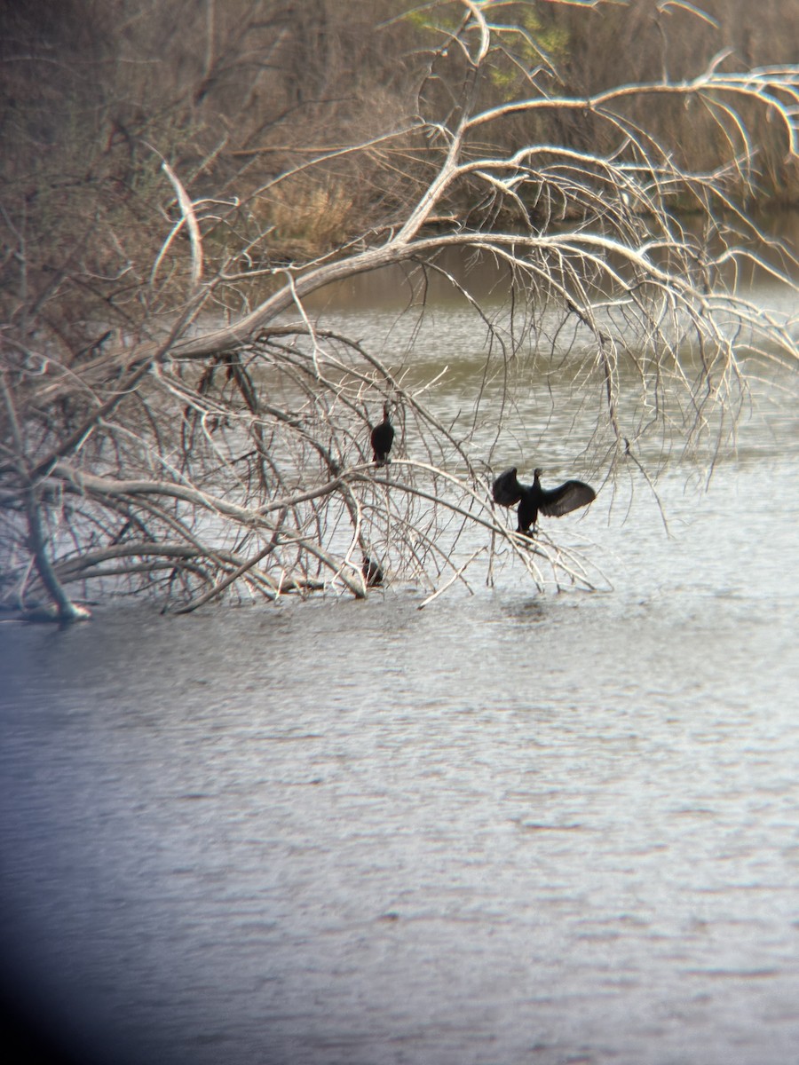 Double-crested Cormorant - ML633820149
