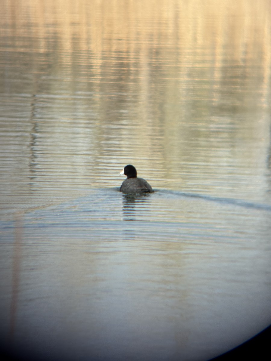 American Coot - ML633820163