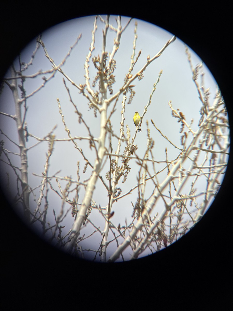 American Goldfinch - ML633820186