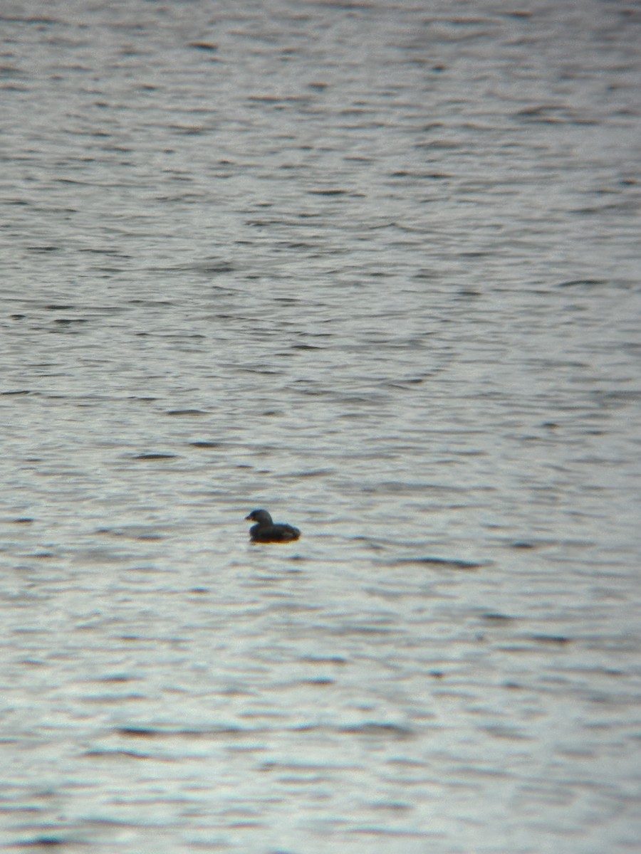 Pied-billed Grebe - ML633820242
