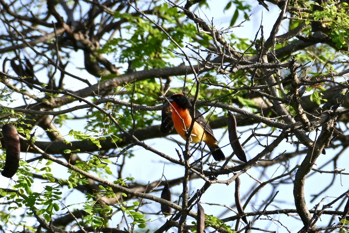 Crimson-breasted Finch - ML633820291