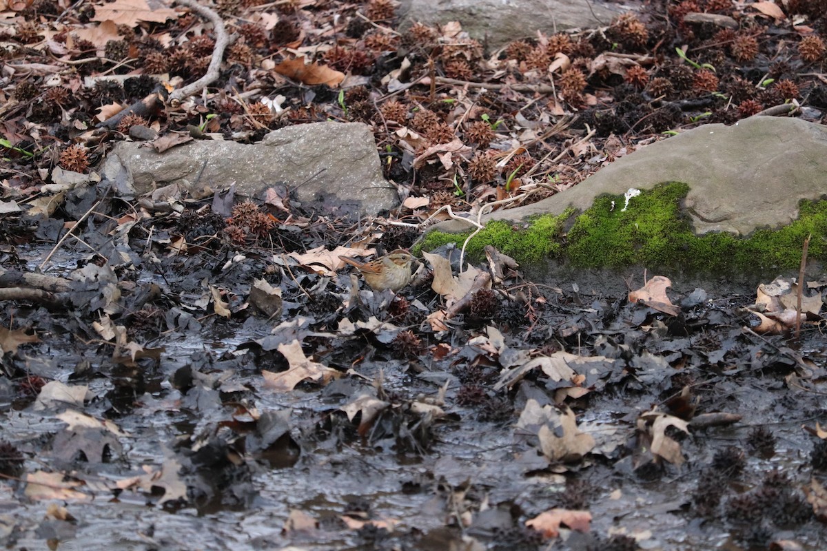 Swamp Sparrow - ML633820298