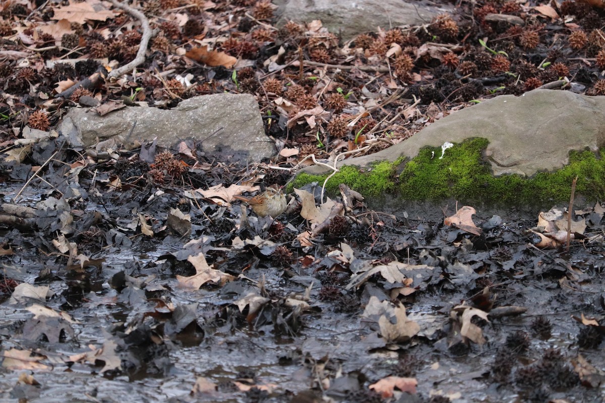 Swamp Sparrow - ML633820299