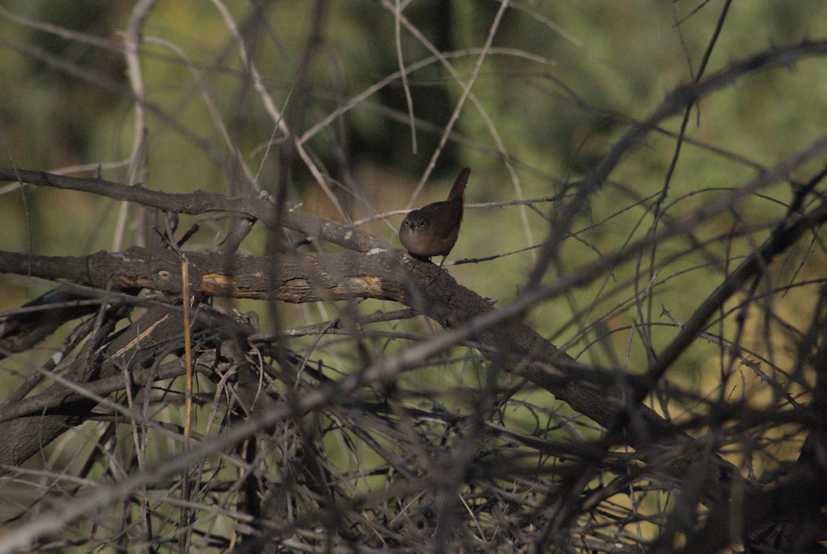 Southern House Wren - ML633820453