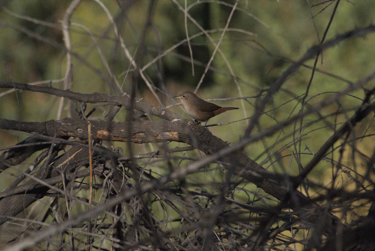 Southern House Wren - ML633820454