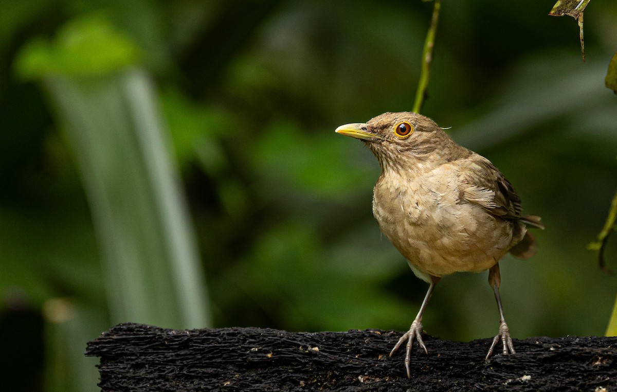 Ecuadorian Thrush - ML633820489