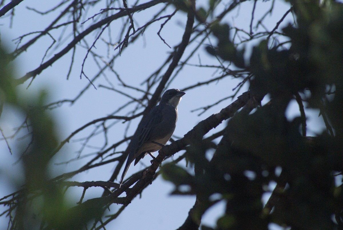 Diuca Finch - ML633820491