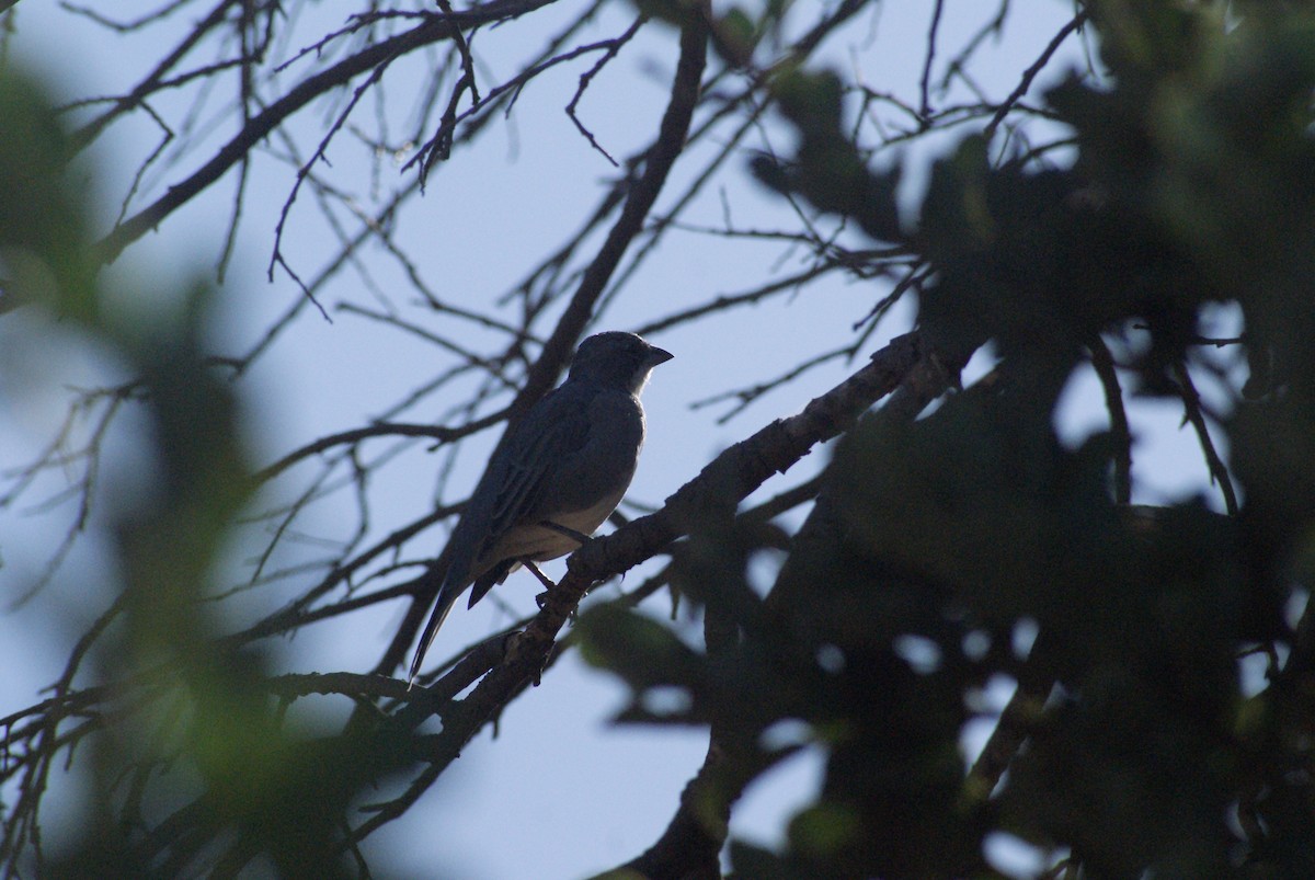 Diuca Finch - ML633820492