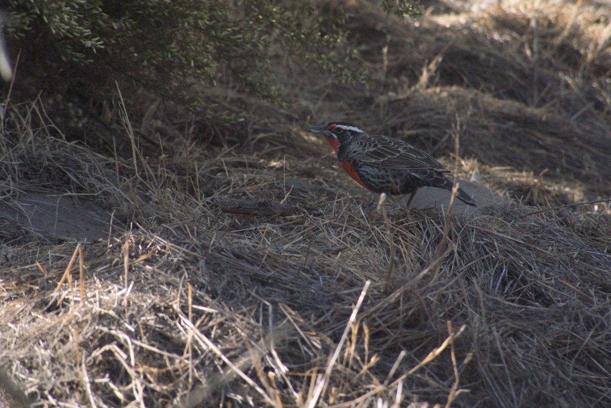 Long-tailed Meadowlark - ML633820500