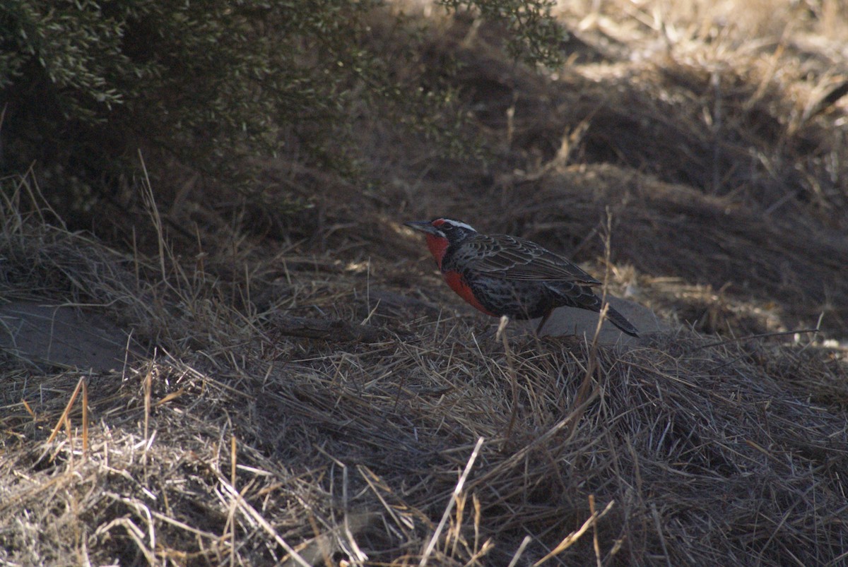 Long-tailed Meadowlark - ML633820501