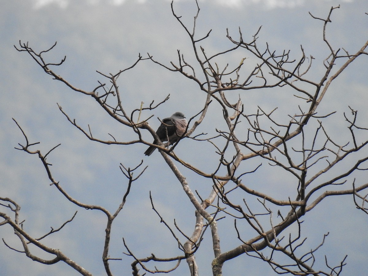 Тиморский плодовый голубь - ML63382051