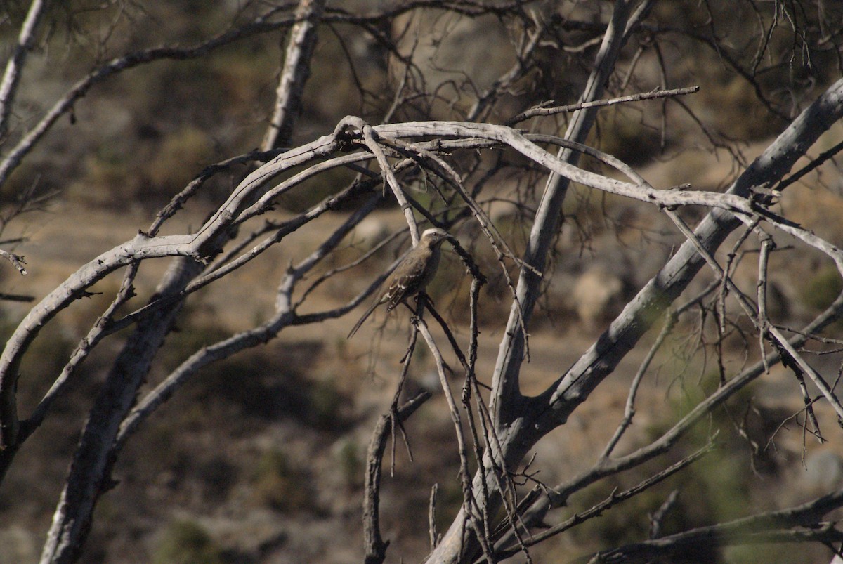 Chilean Mockingbird - ML633820535