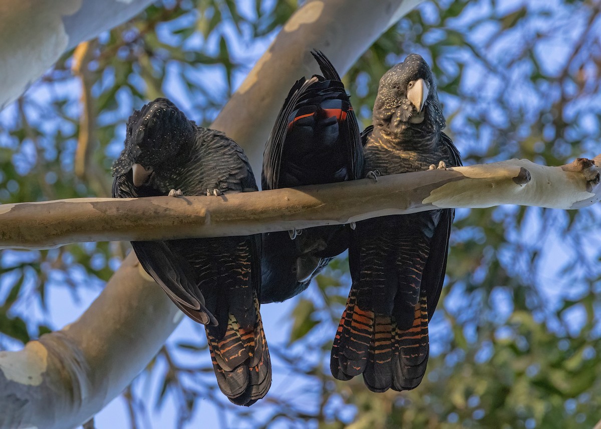 Red-tailed Black-Cockatoo - ML633820599