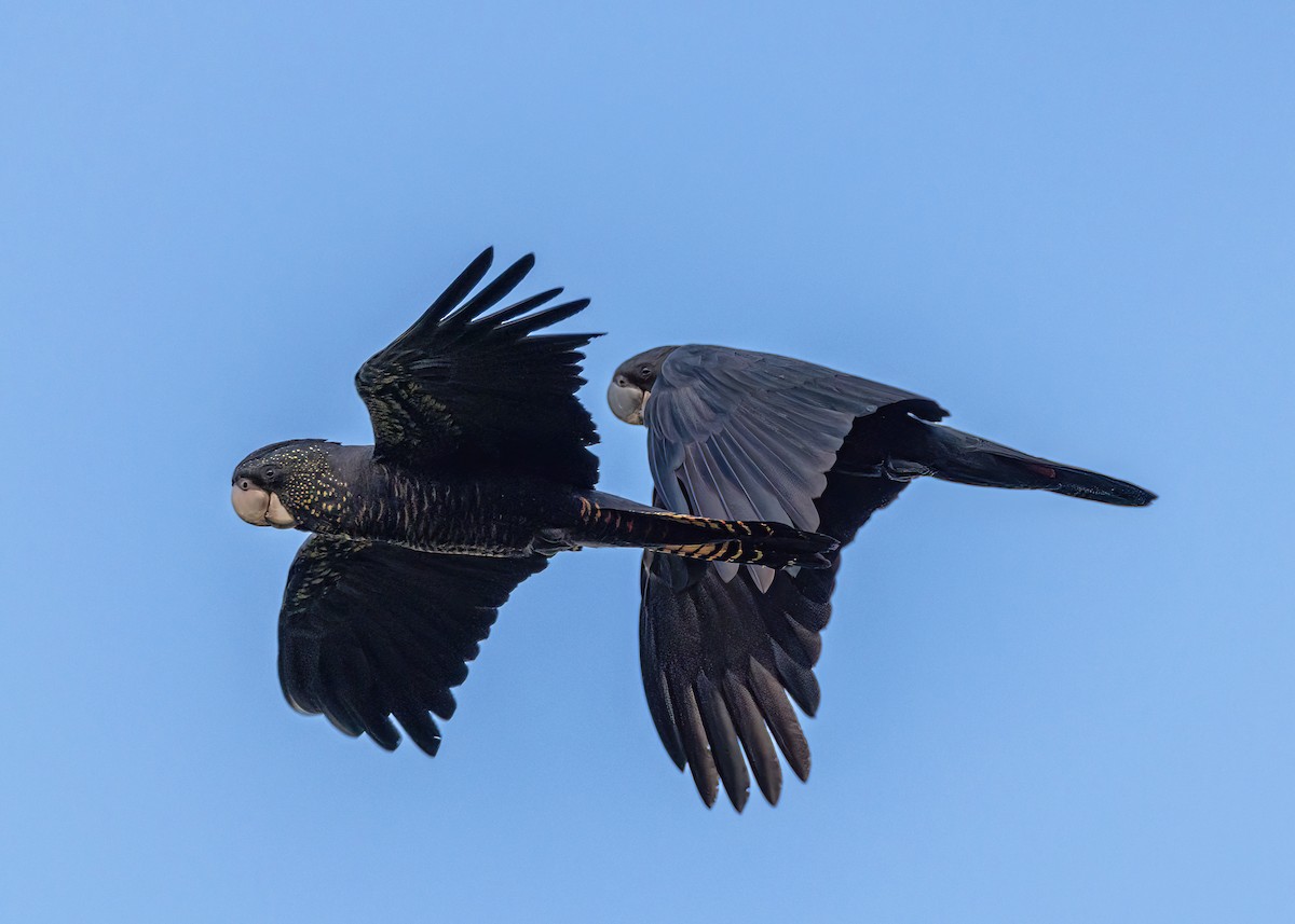 Red-tailed Black-Cockatoo - ML633820600