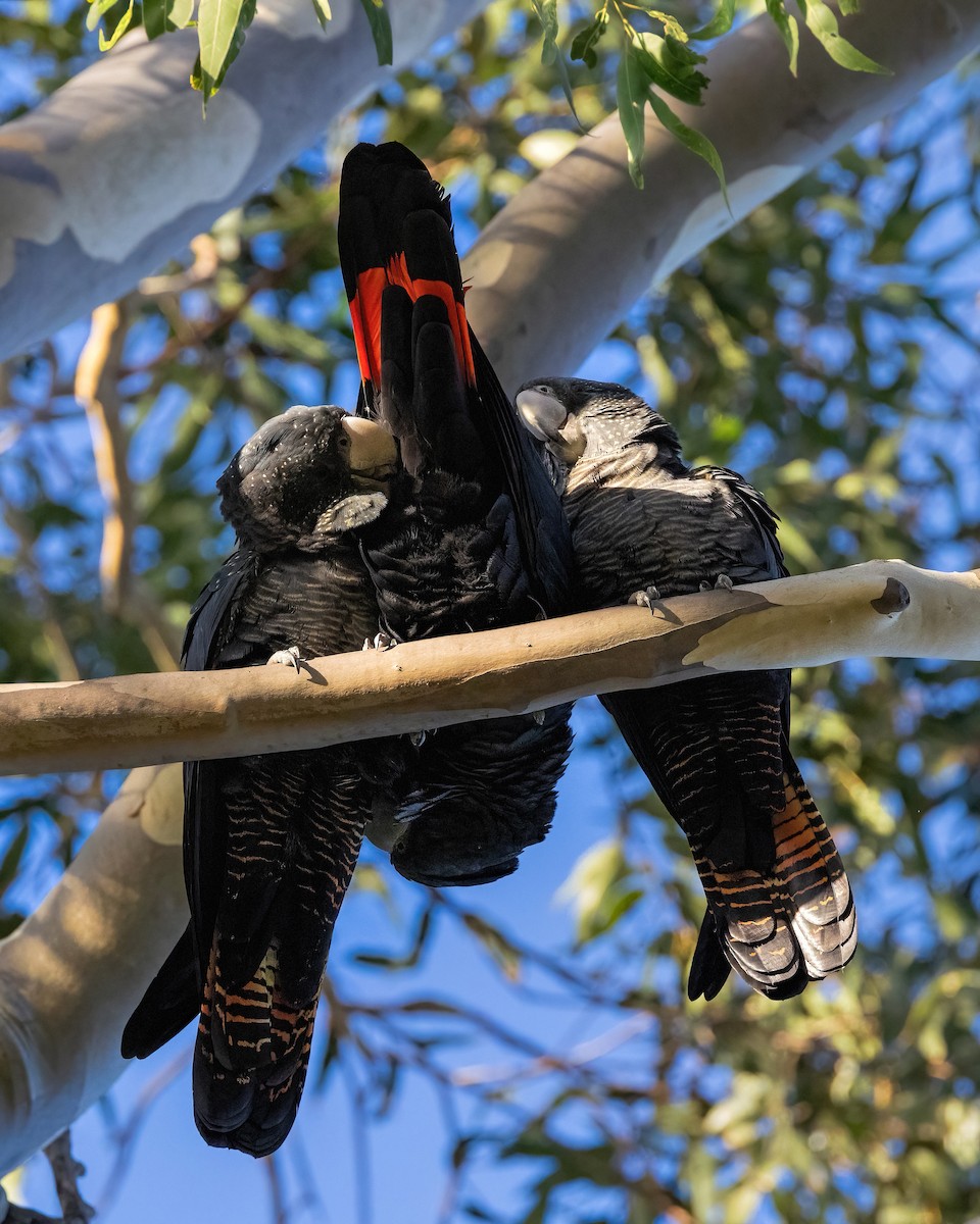 Red-tailed Black-Cockatoo - ML633820603