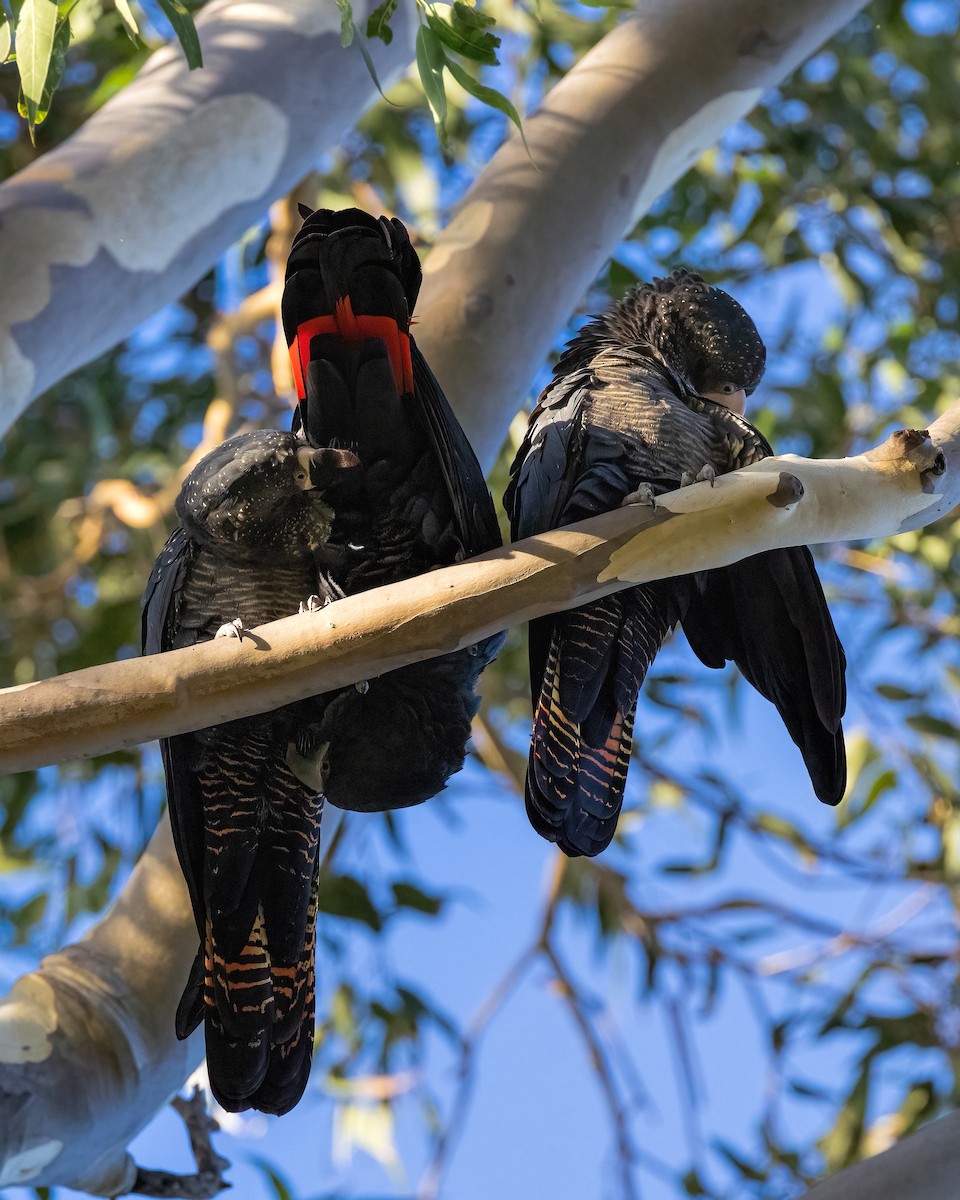 Red-tailed Black-Cockatoo - ML633820604