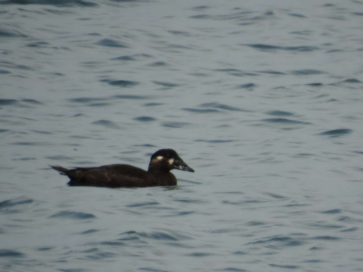 Surf Scoter - ML633820642