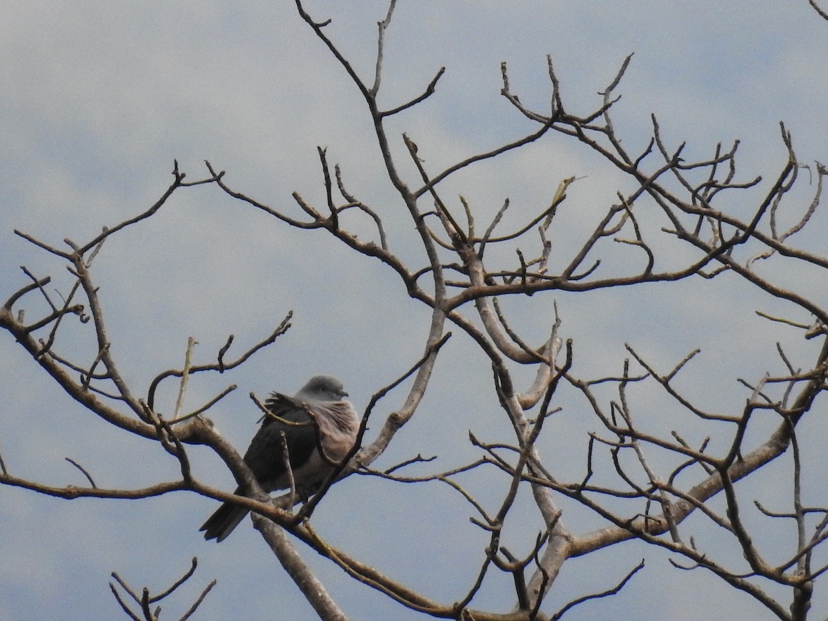 Тиморский плодовый голубь - ML63382071