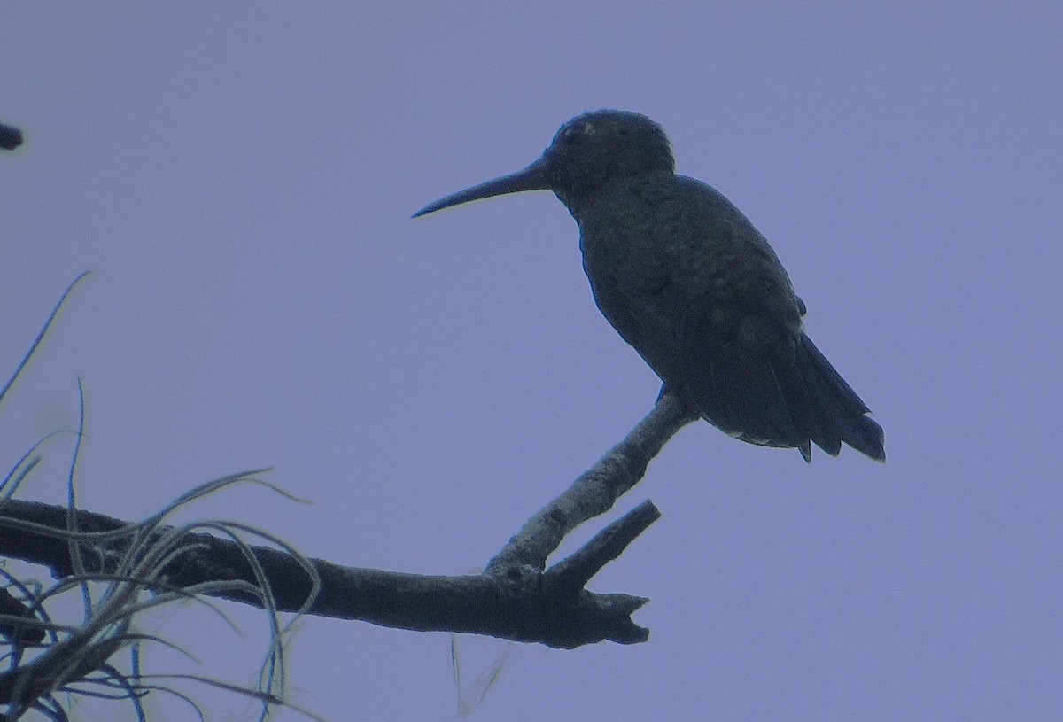Glittering-throated Emerald - ML633820888