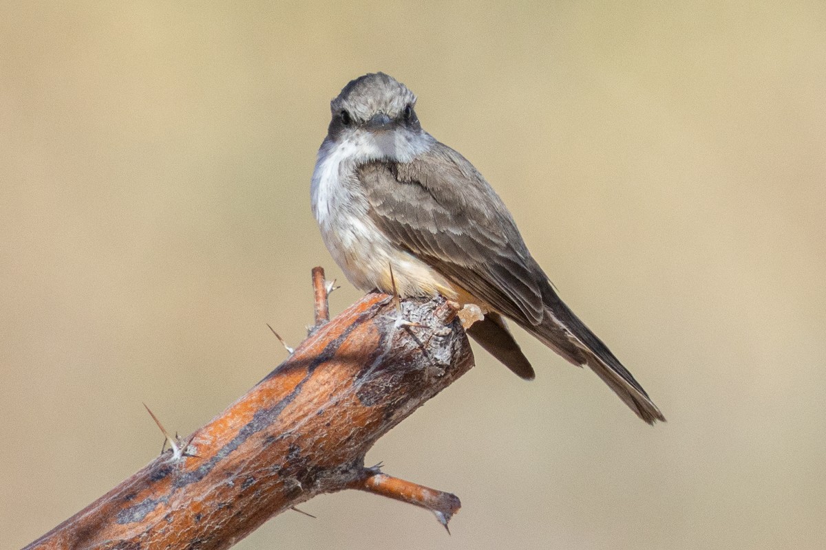 tanımsız Tyrannidae sp. - ML633820898
