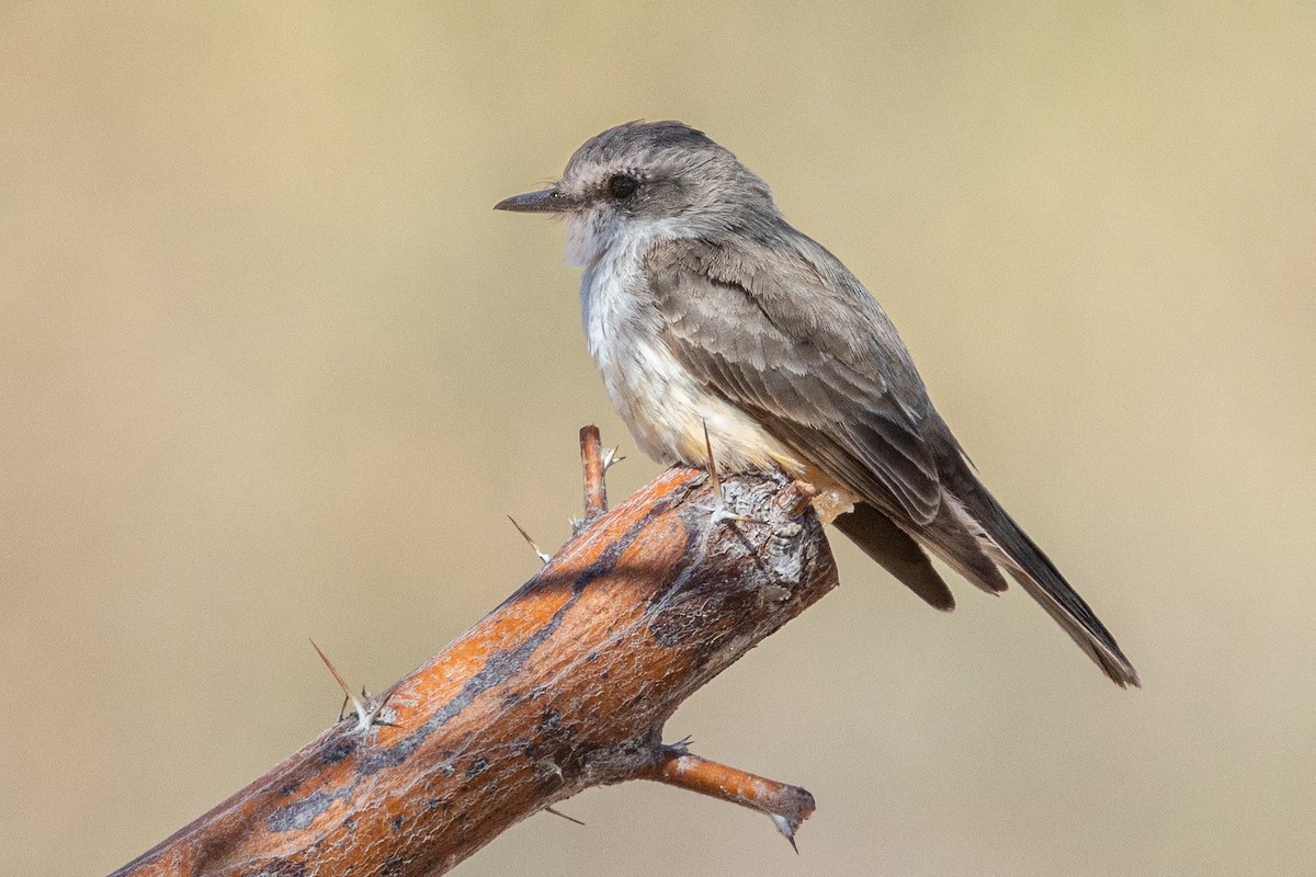 tanımsız Tyrannidae sp. - ML633820899