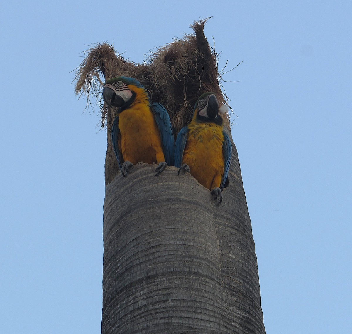 Blue-and-yellow Macaw - ML633820900