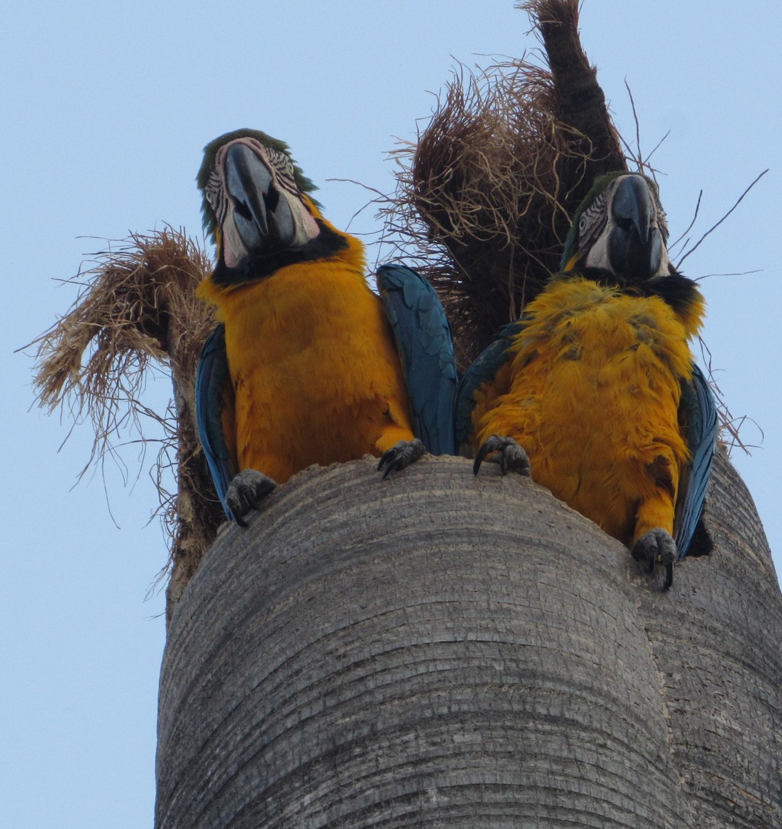 Blue-and-yellow Macaw - ML633820901