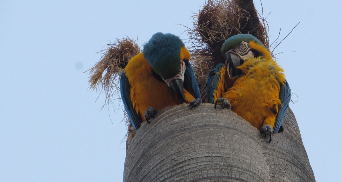 Blue-and-yellow Macaw - ML633820902