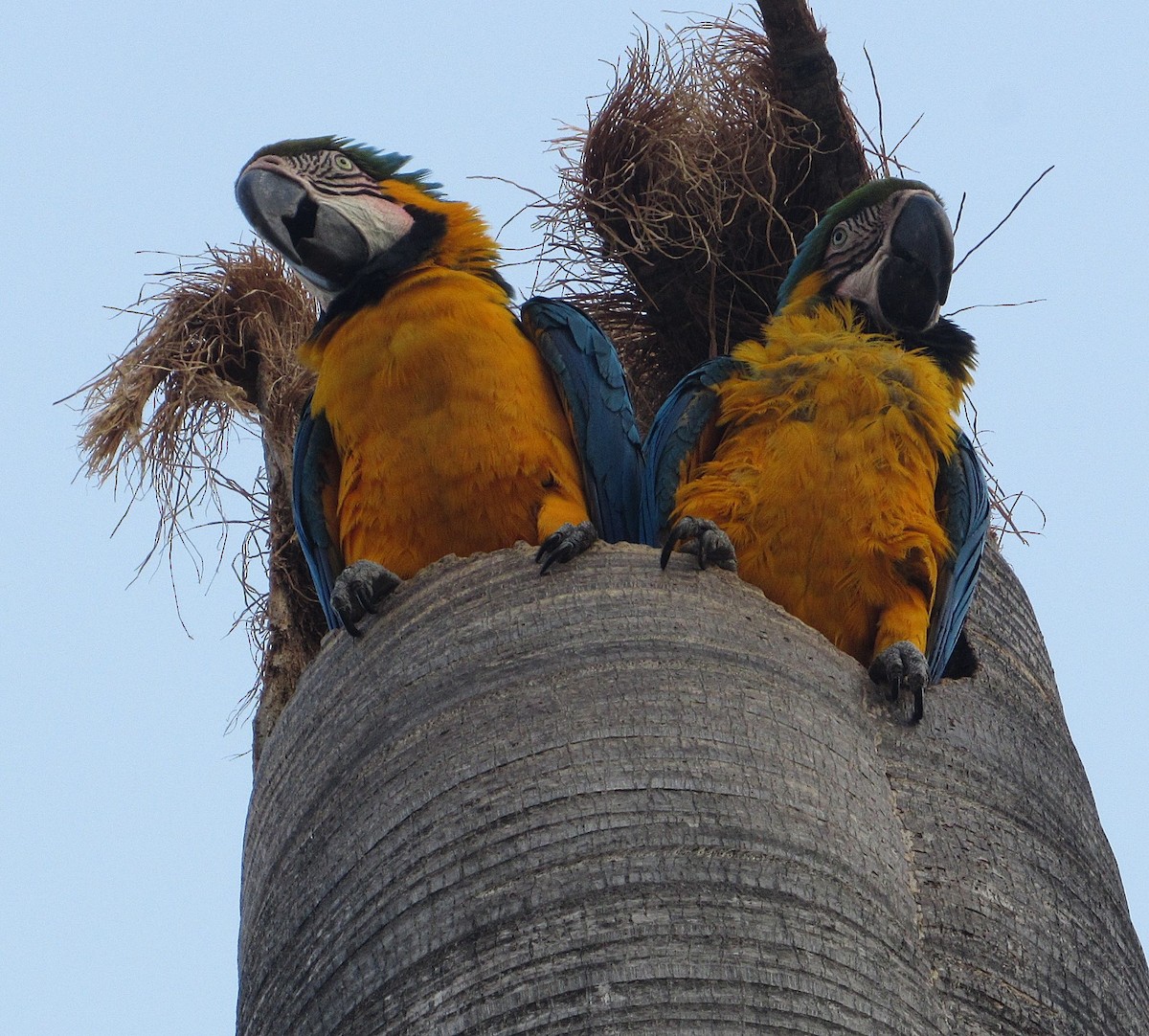 Blue-and-yellow Macaw - ML633820903