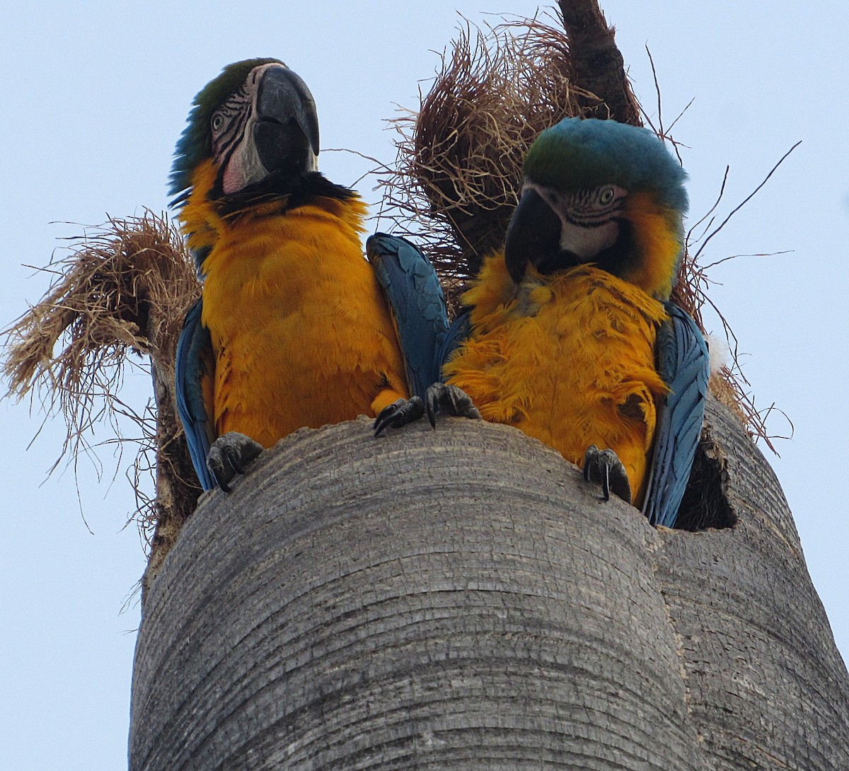 Blue-and-yellow Macaw - ML633820904