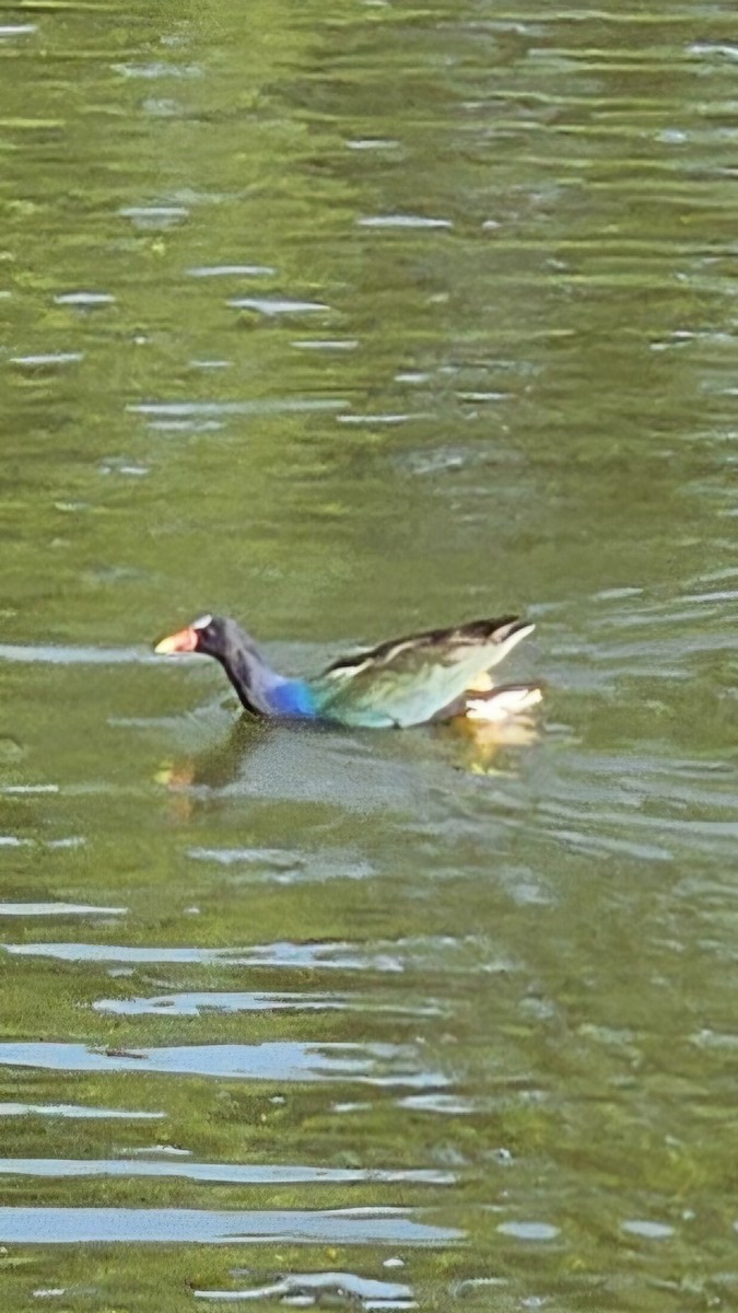 Purple Gallinule - ML633821049