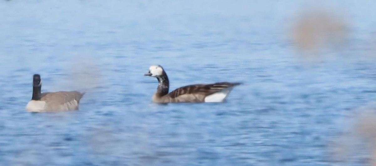 Snow x Canada Goose (hybrid) - ML633821073